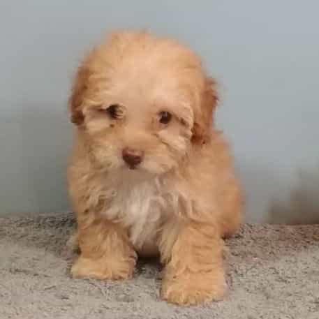 Peggy - Toy Poodle Female
