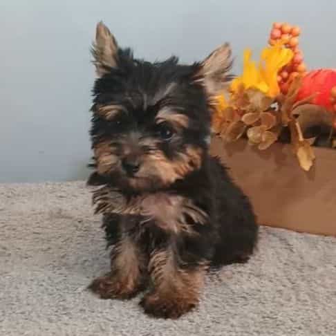 Yeti - Yorkshire Terrier Male