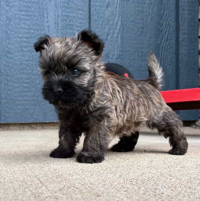 Briggs - Cairn Terrier Male