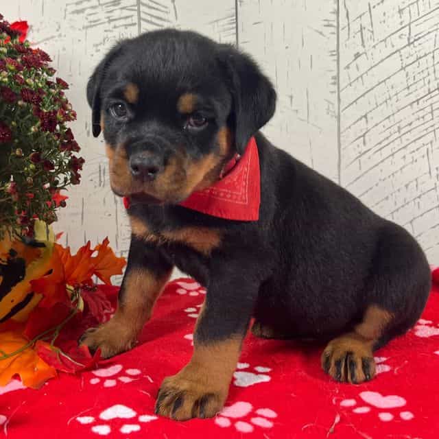 Molly - Rottweiler Female