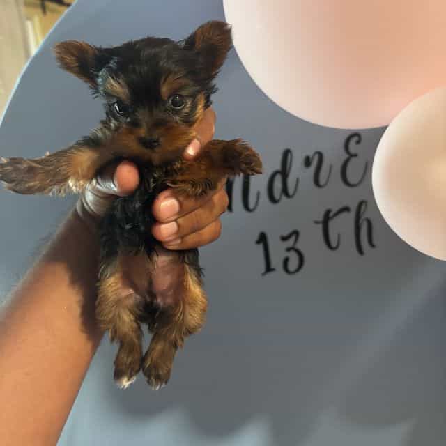 Female  - Yorkshire Terrier Female