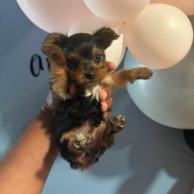 Female 3 - Yorkshire Terrier Female