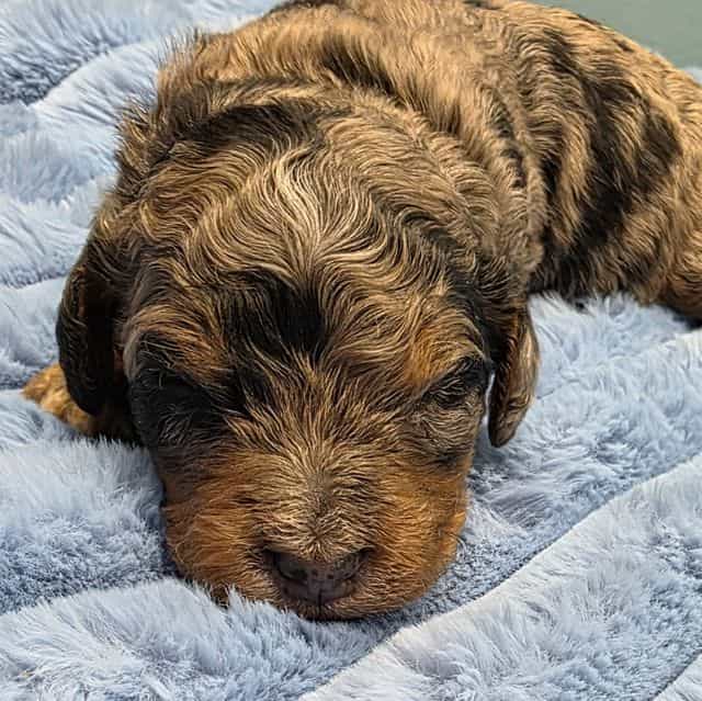 Mini F1b Clyde - Bernedoodle Male