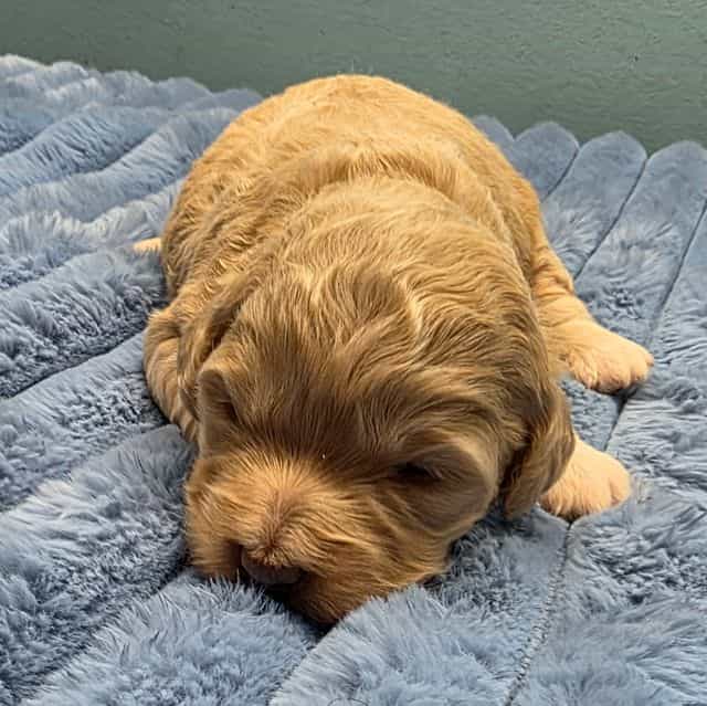 Mini F1b Sally - Bernedoodle Female