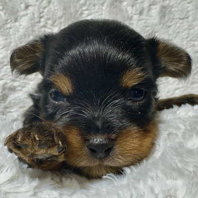 Missy - Yorkshire Terrier Female