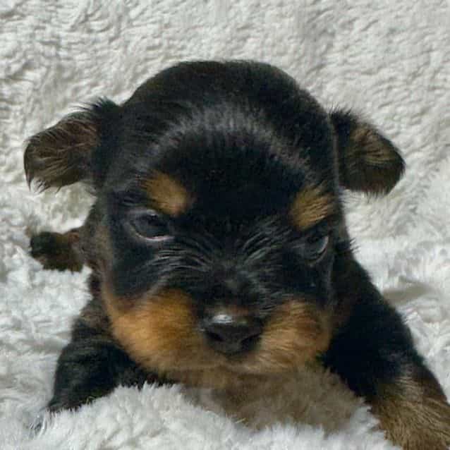 Daisy - Yorkshire Terrier Female