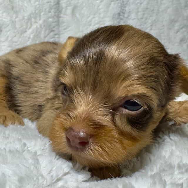 Boomer - Yorkshire Terrier Male