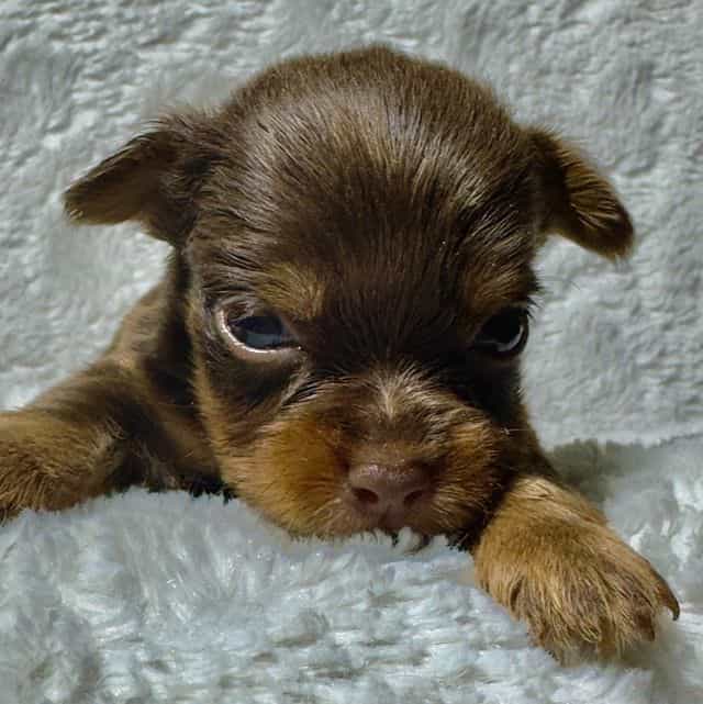 Taylor - Yorkshire Terrier Female
