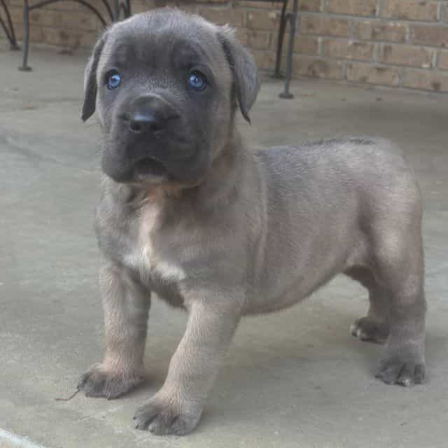 Sasha - Cane Corso Female