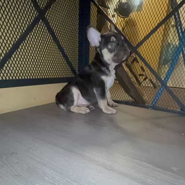 Roman  - French Bulldog Male