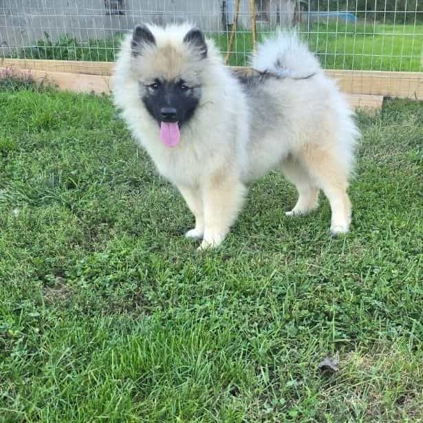 Hexx - Keeshond Female
