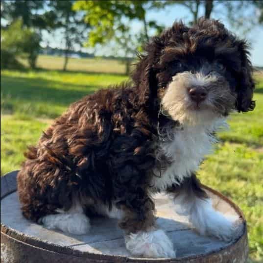 Malta - Bernedoodle Female