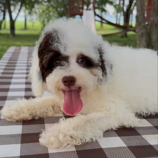 Taco - Bernedoodle Male