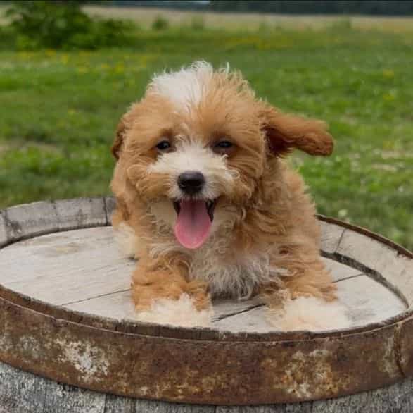 Brooke - Goldendoodle Female