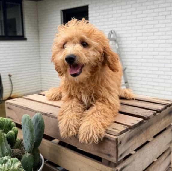 Parmesan - Goldendoodle Male
