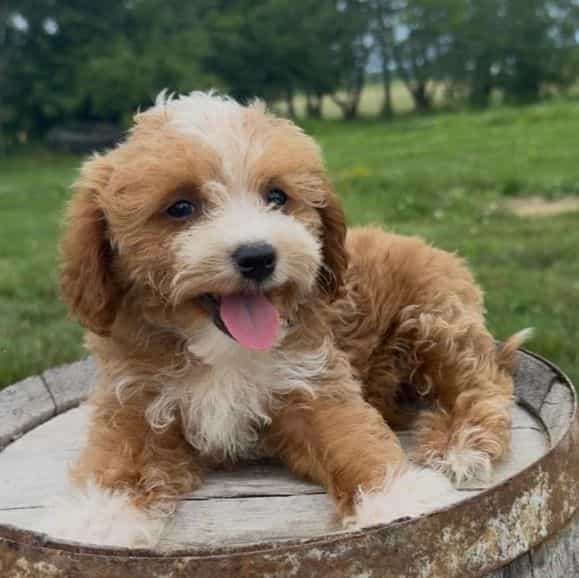 Keith - Goldendoodle Male