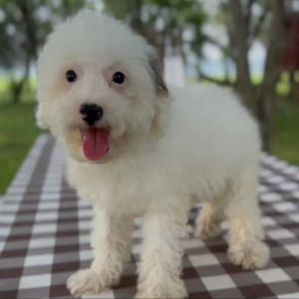 Pretzel - Bernedoodle Male