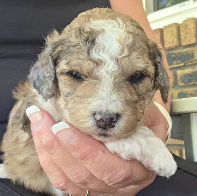 Mini F1b Fern - Bernedoodle Female