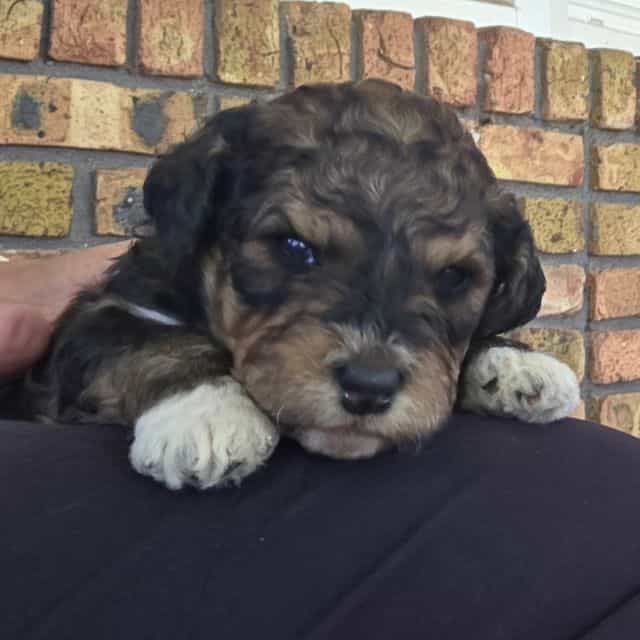 Mini F1b Tucker - Bernedoodle Male