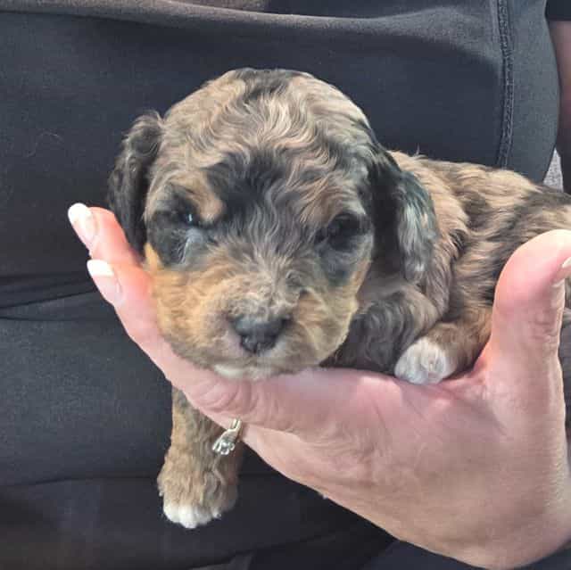 Mini F1b Clyde - Bernedoodle Male