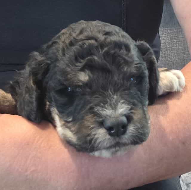 Mini F1b Boomer - Bernedoodle Male