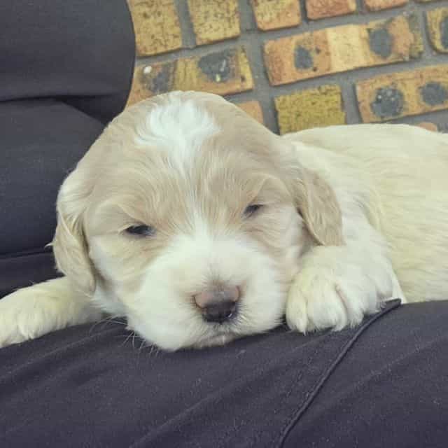 Mini F1b Winnie - Bernedoodle Female