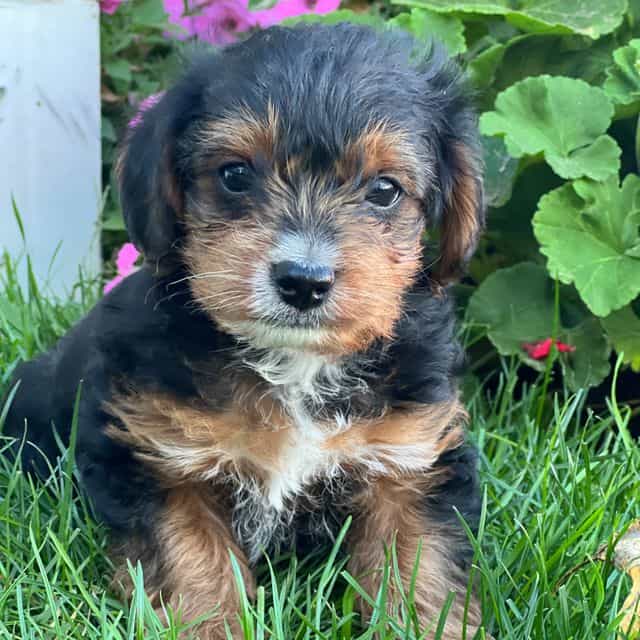 Simba - Yorkipoo Male