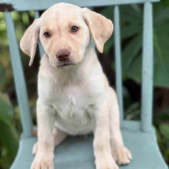Minnie - Labrador Retriever Female