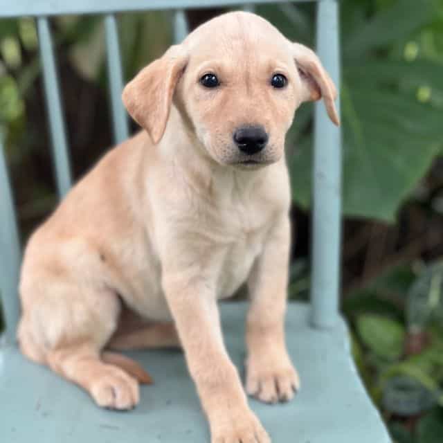Muffin - Labrador Retriever Female