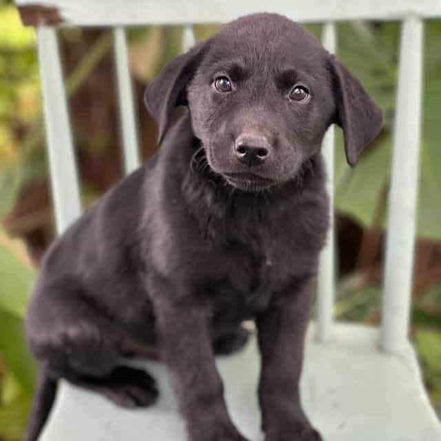 Milo - Labrador Retriever Male