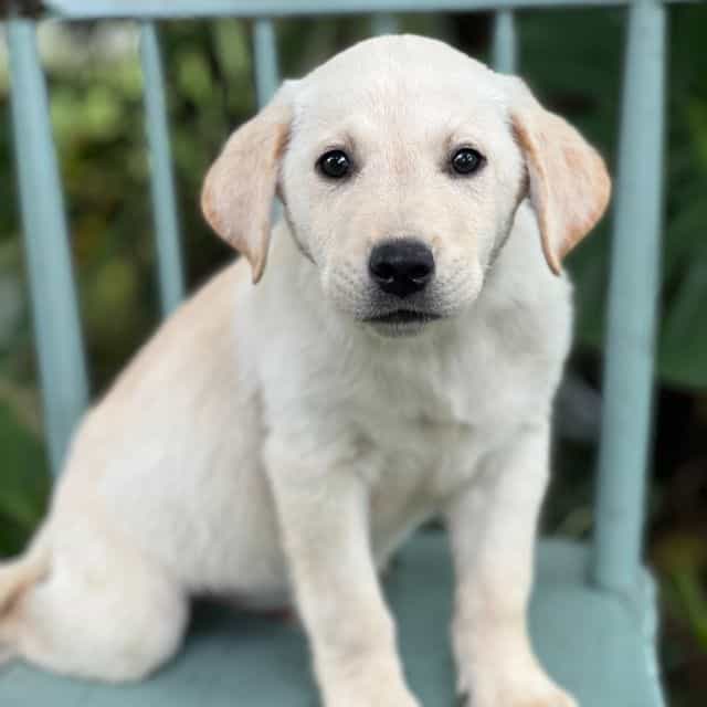 Matty - Labrador Retriever Male