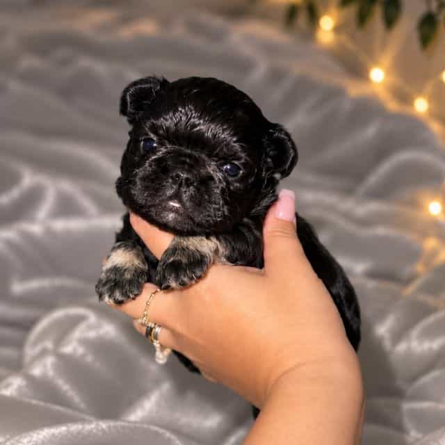 Blade - French Bulldog Male