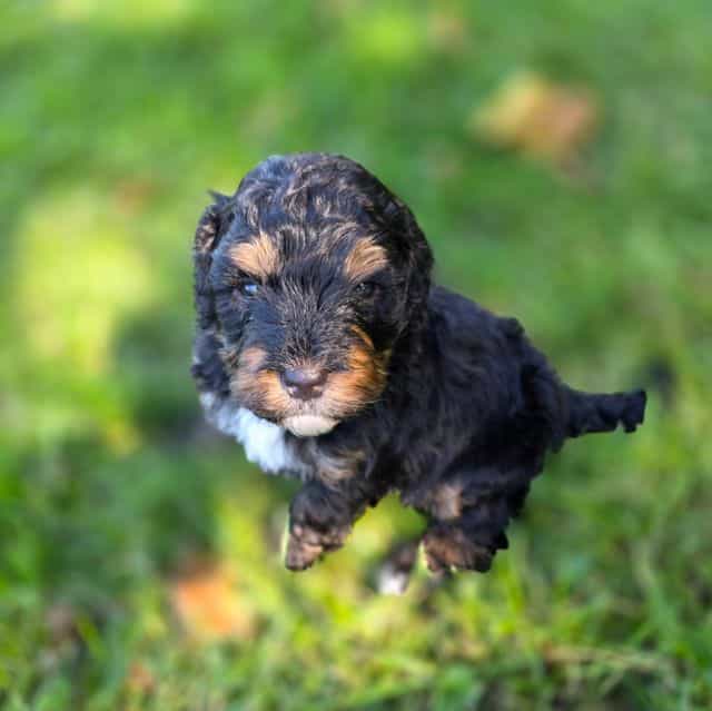 Mini Hank - Bernedoodle Male