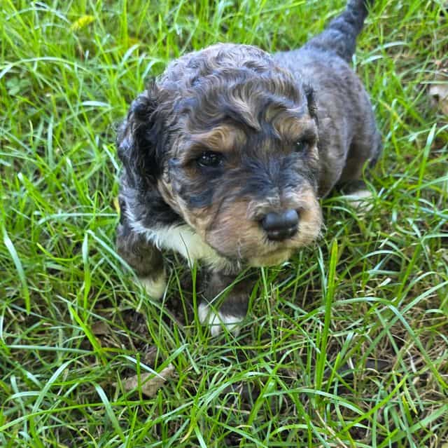 Mini F1b Tucker - Bernedoodle Male