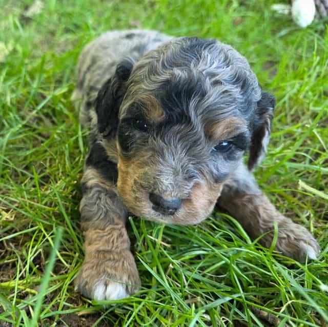 Mini F1b Clyde - Bernedoodle Male
