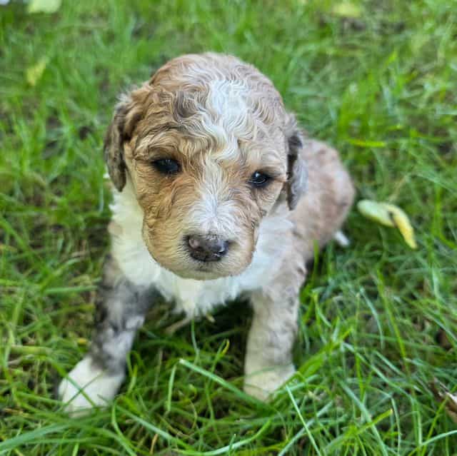 Mini F1b Fern - Bernedoodle Female