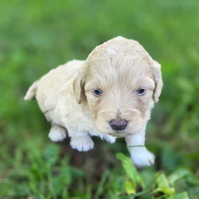 Mini F1b Sally - Bernedoodle Female