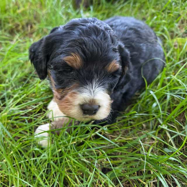 Mini F1b Bonnie - Bernedoodle Female