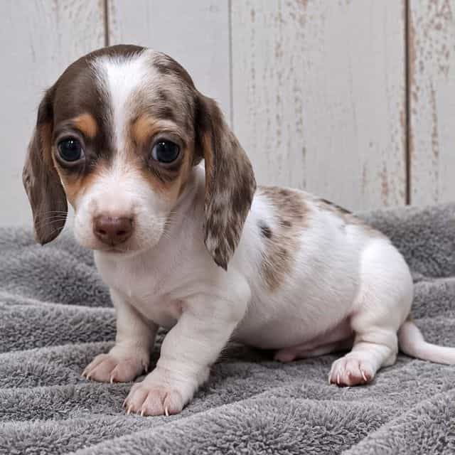 Luke - Dachshund Male