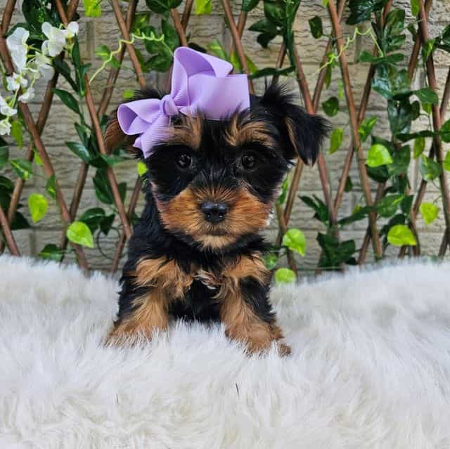 Lilly - Yorkshire Terrier Female