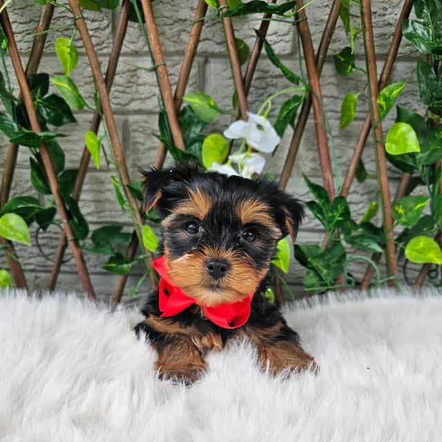 Theo - Yorkshire Terrier Male