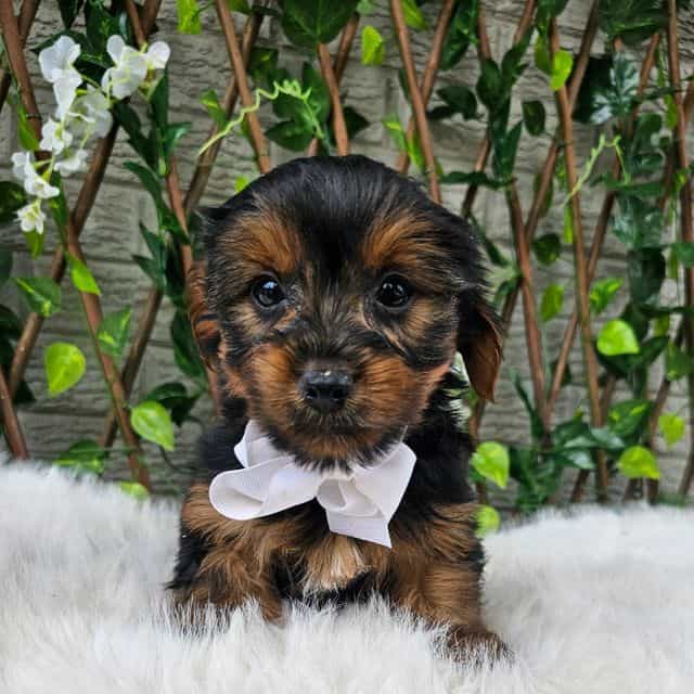 Bastian - Yorkshire Terrier Male
