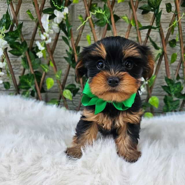 Peanut - Yorkshire Terrier Male