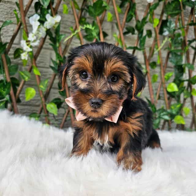 Baxter - Yorkshire Terrier Male