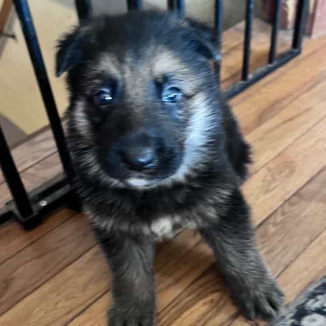Bodie - German Shepherd Dog Male