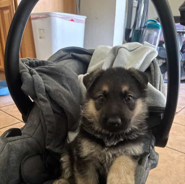 Rocky - German Shepherd Dog Male