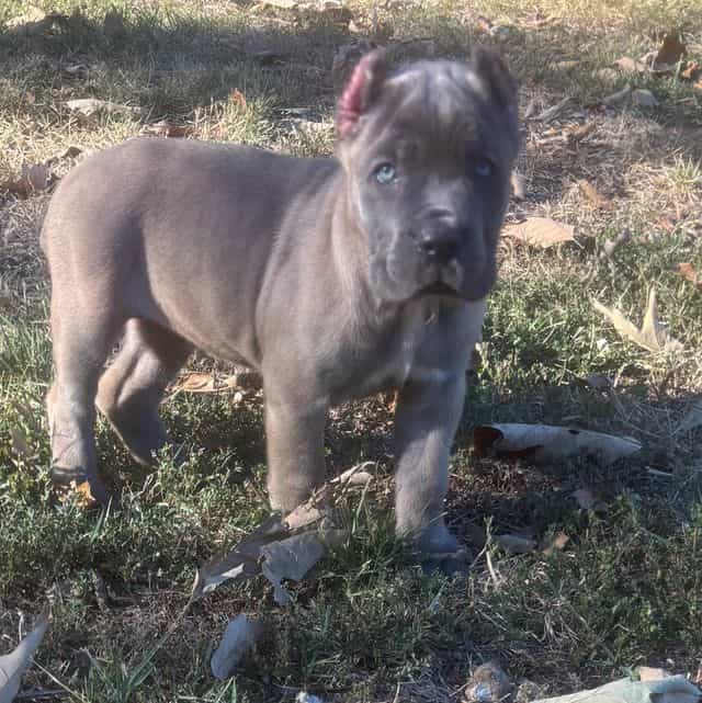 Sasha - Cane Corso Female