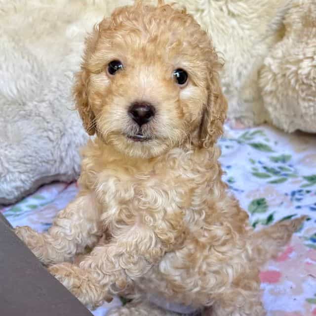 Stella - Cockapoo Female