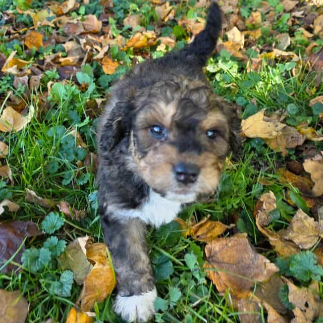 Mini F1b Tucker - Bernedoodle Male