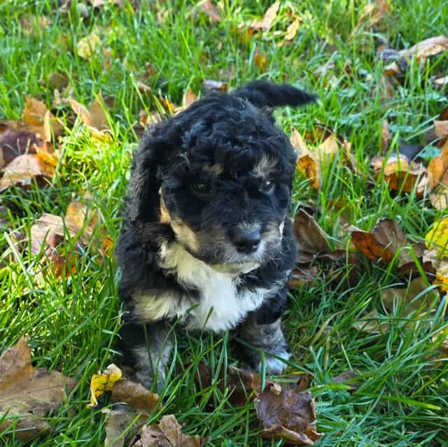 Mini F1b Boomer - Bernedoodle Male